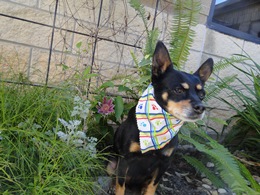 Cesar 4.16 Cesar 4.16